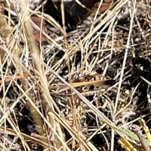Oedaleus australis at Carwoola, NSW - 26 Feb 2023 12:03 PM
