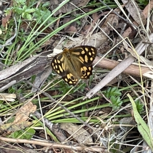 Heteronympha paradelpha at Paddys River, ACT - 26 Feb 2023 02:14 PM