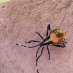 Amorbus (genus) (Eucalyptus Tip bug) at Paddys River, ACT - 26 Feb 2023 by Mavis
