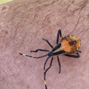 Amorbus sp. (genus) at Paddys River, ACT - 26 Feb 2023 01:42 PM