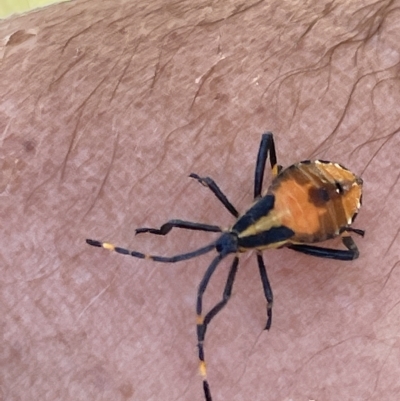 Amorbus (genus) (Eucalyptus Tip bug) at Paddys River, ACT - 26 Feb 2023 by Mavis