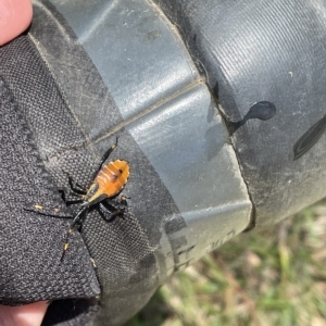 Amorbus sp. (genus) at Paddys River, ACT - 26 Feb 2023 01:42 PM