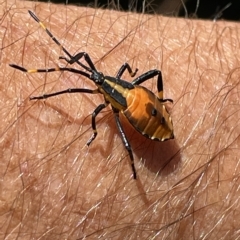 Amorbus sp. (genus) at Paddys River, ACT - 26 Feb 2023 01:42 PM