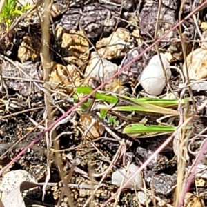 Austroicetes pusilla at Carwoola, NSW - 26 Feb 2023