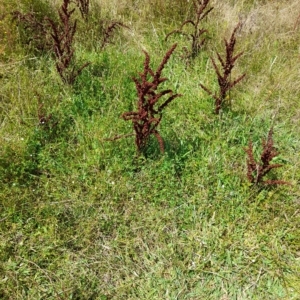 Rumex crispus at Rendezvous Creek, ACT - 26 Feb 2023 01:37 PM