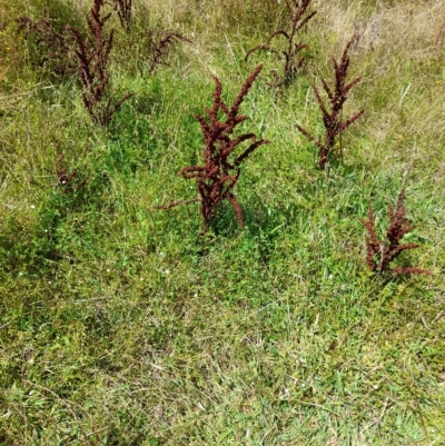 Rumex crispus (Curled Dock) at Rendezvous Creek, ACT - 26 Feb 2023 by VanceLawrence