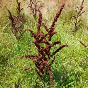 Rumex crispus at Rendezvous Creek, ACT - 26 Feb 2023