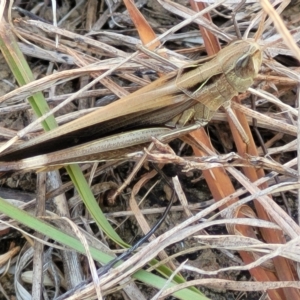 Caledia captiva at Carwoola, NSW - 26 Feb 2023