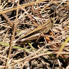 Caledia captiva at Carwoola, NSW - 26 Feb 2023