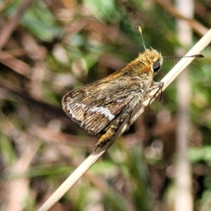 Taractrocera papyria at Carwoola, NSW - 26 Feb 2023 11:54 AM