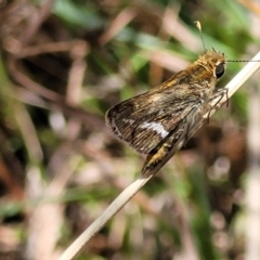 Taractrocera papyria at Carwoola, NSW - 26 Feb 2023 11:54 AM