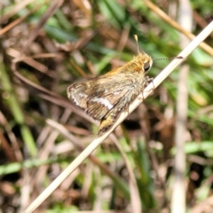 Taractrocera papyria at Carwoola, NSW - 26 Feb 2023