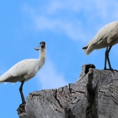 Platalea regia (Royal Spoonbill) at Splitters Creek, NSW - 26 Feb 2023 by KylieWaldon