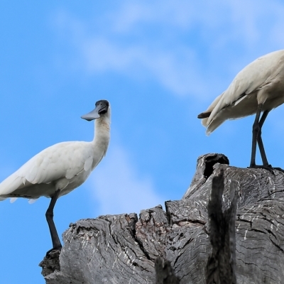 Platalea regia (Royal Spoonbill) at Splitters Creek, NSW - 25 Feb 2023 by KylieWaldon