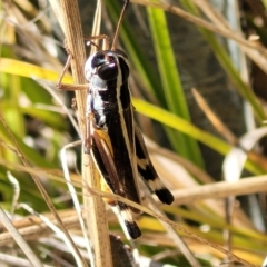 Macrotona australis (Common Macrotona Grasshopper) at Carwoola, NSW - 26 Feb 2023 by trevorpreston