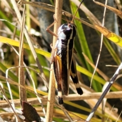 Macrotona australis at Carwoola, NSW - 26 Feb 2023 11:50 AM