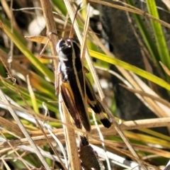 Macrotona australis at Carwoola, NSW - 26 Feb 2023 11:50 AM