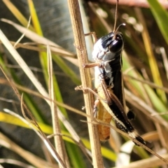 Macrotona australis at Carwoola, NSW - 26 Feb 2023 11:50 AM