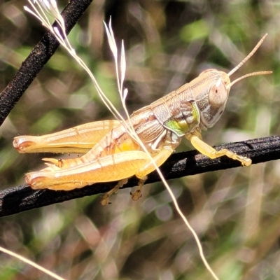 Praxibulus sp. (genus) (A grasshopper) at Carwoola, NSW - 26 Feb 2023 by trevorpreston