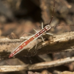 Mutusca brevicornis (A broad-headed bug) at Higgins, ACT - 22 Feb 2023 by AlisonMilton