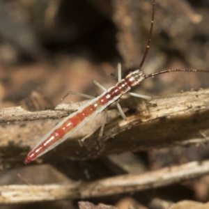 Mutusca brevicornis at Higgins, ACT - 22 Feb 2023