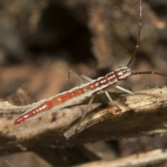 Mutusca brevicornis at Higgins, ACT - 22 Feb 2023