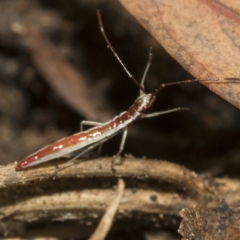 Mutusca brevicornis at Higgins, ACT - 22 Feb 2023 11:41 AM