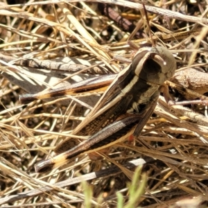 Macrotona australis at Carwoola, NSW - 26 Feb 2023 11:49 AM