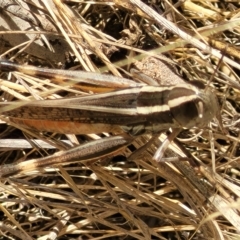 Macrotona australis at Carwoola, NSW - 26 Feb 2023