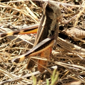 Macrotona australis at Carwoola, NSW - 26 Feb 2023