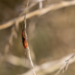 Lissopimpla excelsa (Orchid dupe wasp, Dusky-winged Ichneumonid) at Jerrabomberra Wetlands - 24 Feb 2023 by KarinNeufeld