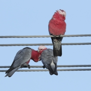 Eolophus roseicapilla at Higgins, ACT - 20 Feb 2023