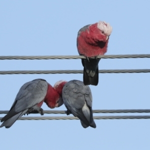 Eolophus roseicapilla at Higgins, ACT - 20 Feb 2023