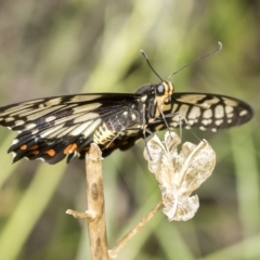Papilio anactus (Dainty Swallowtail) at Higgins, ACT - 21 Feb 2023 by AlisonMilton
