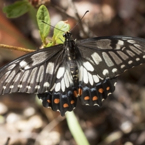 Papilio anactus at Higgins, ACT - 22 Feb 2023 10:46 AM