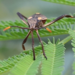 Mictis profana (Crusader Bug) at Splitters Creek, NSW - 26 Feb 2023 by KylieWaldon