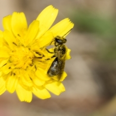 Lasioglossum (Chilalictus) sp. (genus & subgenus) (Halictid bee) at Belconnen, ACT - 23 Feb 2023 by AlisonMilton