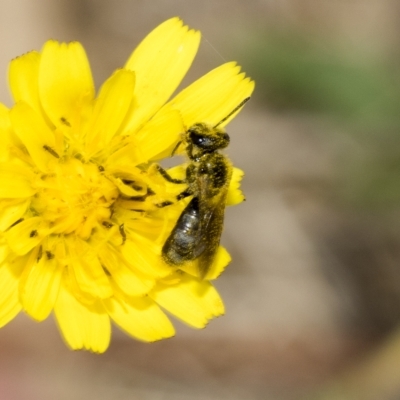 Lasioglossum (Chilalictus) sp. (genus & subgenus) (Halictid bee) at Belconnen, ACT - 23 Feb 2023 by AlisonMilton