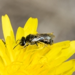 Lasioglossum (Chilalictus) sp. (genus & subgenus) at Belconnen, ACT - 23 Feb 2023