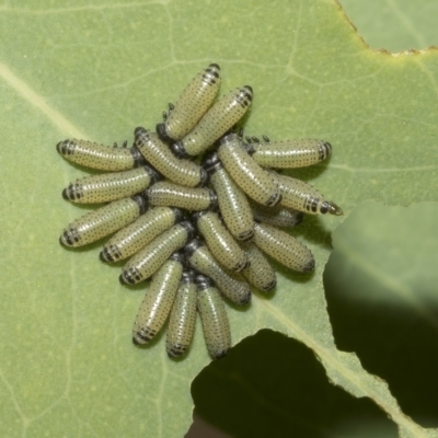 Paropsisterna fastidiosa (Eucalyptus leaf beetle) at Hawker, ACT - 26 Jan 2023 by AlisonMilton