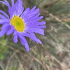 Brachyscome spathulata (Coarse Daisy, Spoon-leaved Daisy) at Cotter River, ACT - 26 Feb 2023 by Ned_Johnston