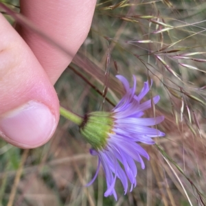 Brachyscome spathulata at Cotter River, ACT - 26 Feb 2023