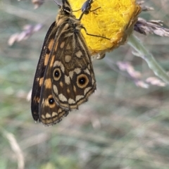 Oreixenica orichora (Spotted Alpine Xenica) at Cotter River, ACT - 26 Feb 2023 by Ned_Johnston