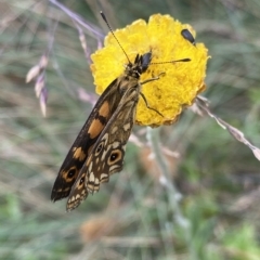 Oreixenica orichora at Cotter River, ACT - 26 Feb 2023 10:50 AM