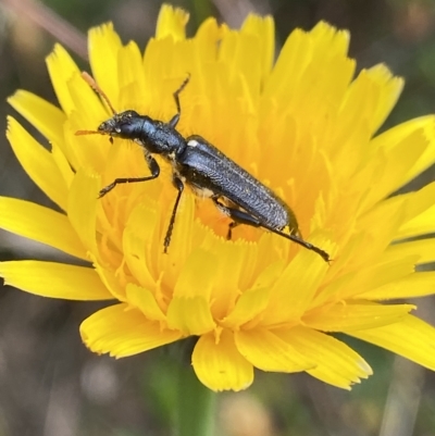 Eleale simplex (Clerid beetle) at Cotter River, ACT - 26 Feb 2023 by NedJohnston