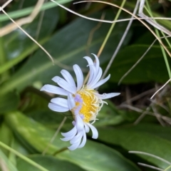 Brachyscome decipiens (Field Daisy) at Namadgi National Park - 26 Feb 2023 by Ned_Johnston