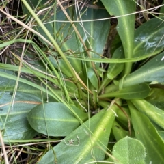 Brachyscome decipiens at Cotter River, ACT - 26 Feb 2023