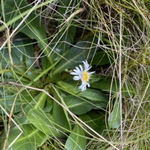 Brachyscome decipiens at Cotter River, ACT - 26 Feb 2023