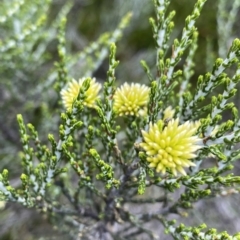 Ozothamnus cupressoides (Kerosine Bush) at Cotter River, ACT - 26 Feb 2023 by Ned_Johnston