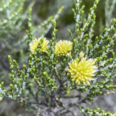 Ozothamnus cupressoides (Kerosine Bush) at Cotter River, ACT - 26 Feb 2023 by NedJohnston